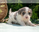Small Photo #36 Miniature Bernedoodle Puppy For Sale in BREMEN, IN, USA