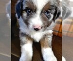 Small Photo #5 Australian Shepherd Puppy For Sale in MOUNTAIN HOME, ID, USA