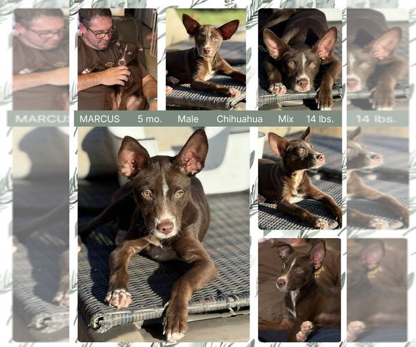 Medium Photo #3 Australian Kelpie-Chihuahua Mix Puppy For Sale in Mesa, AZ, USA