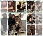 Small #2 Australian Kelpie-Chihuahua Mix