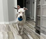 Small #13 American Pit Bull Terrier Mix