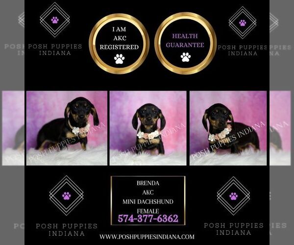 Medium Photo #8 Dachshund Puppy For Sale in WARSAW, IN, USA