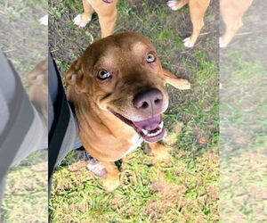 Labrador Retriever-Unknown Mix Dogs for adoption in Bryant, AR, USA