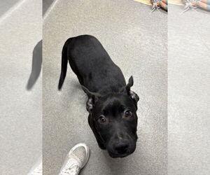 Labrador Retriever-Unknown Mix Dogs for adoption in Sterling, MA, USA