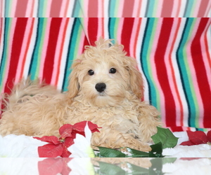 Maltipoo Puppy for Sale in SHILOH, Ohio USA