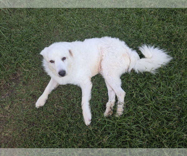 Medium Photo #11 Great Pyrenees-Unknown Mix Puppy For Sale in Houston, TX, USA