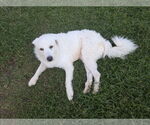 Small #10 Great Pyrenees Mix