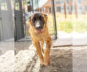 German Shepherd Dog-Unknown Mix Dogs for adoption in Frisco, CO, USA