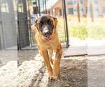 Small German Shepherd Dog Mix