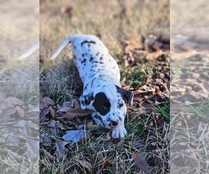 Dalmatian Dog for Adoption in NEOSHO, Missouri USA