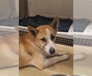 Shiba Inu-Unknown Mix Dogs for adoption in Rockwall, TX, USA