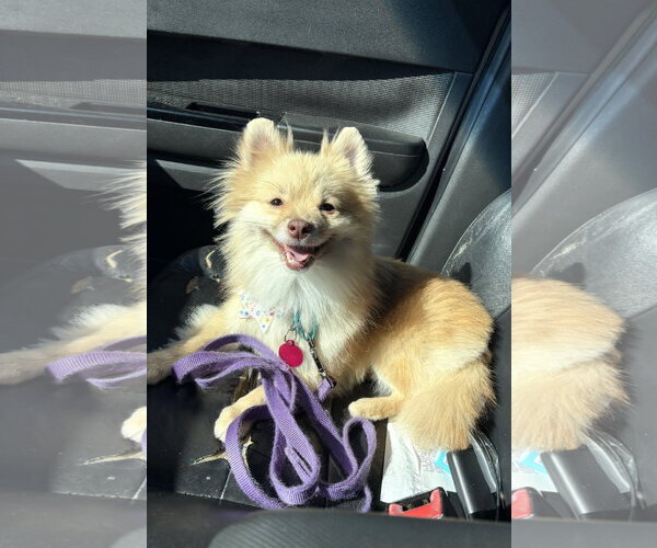 Medium Photo #1 Pomeranian Puppy For Sale in Arlington, VA, USA