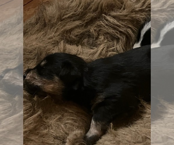Medium Photo #2 Maltipoo-Schnauzer (Miniature) Mix Puppy For Sale in ROSELAND, VA, USA