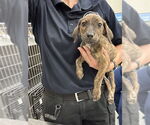 Small Plott Hound Mix