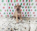 Small Photo #26 Phu Quoc (Vietnam Island) Ridgeback Puppy For Sale in HELOTES, TX, USA