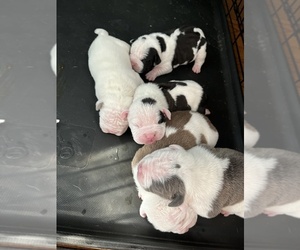 American Bully Puppy for sale in LANSING, IL, USA