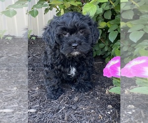 Lhasa-Poo Puppy for sale in CANOGA, NY, USA