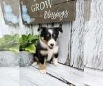 Puppy Minnie Shetland Sheepdog