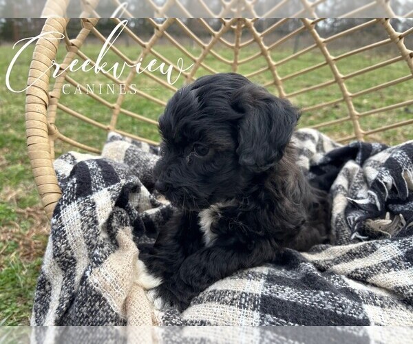 Medium Photo #4 Havapoo Puppy For Sale in NIANGUA, MO, USA