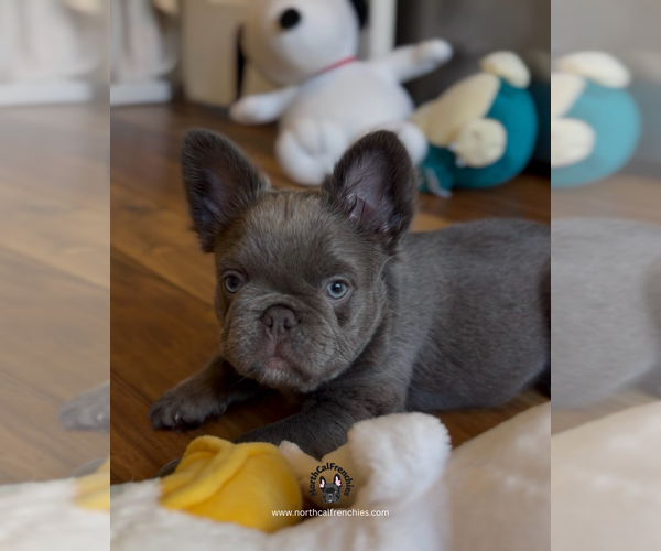 Medium Photo #1 French Bulldog Puppy For Sale in SACRAMENTO, CA, USA