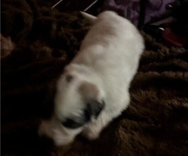 Medium Photo #2 Great Pyrenees Puppy For Sale in HENDERSONVILLE, NC, USA