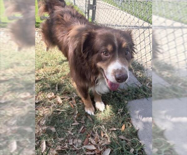 Medium Photo #1 Australian Shepherd Puppy For Sale in Texas City, TX, USA