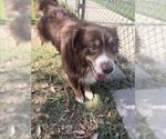 Small Australian Shepherd