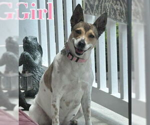 Rat Terrier-Unknown Mix Dogs for adoption in Germanton, TN, USA