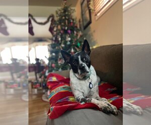 Spotty - Male Mutt Dog for Adoption - Photo #5