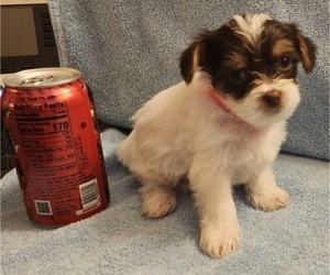 Shorkie Tzu Puppy for sale in JEFFERSON, WI, USA