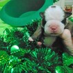 Small Photo #13 English Bulldog Puppy For Sale in CITY VIEW HEIGHTS, OH, USA