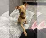 Small #4 Chihuahua Mix