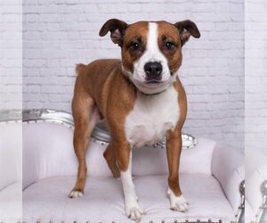Boxer-Staffordshire Bull Terrier Mix Dogs for adoption in Missouri City, TX, USA