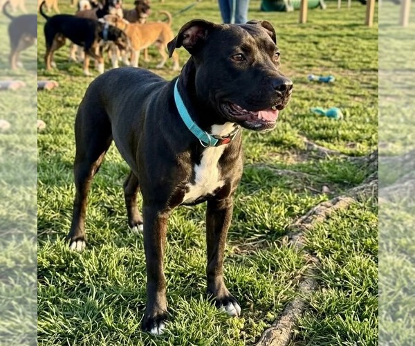 Medium Photo #4 American Pit Bull Terrier-Unknown Mix Puppy For Sale in Germantown, OH, USA