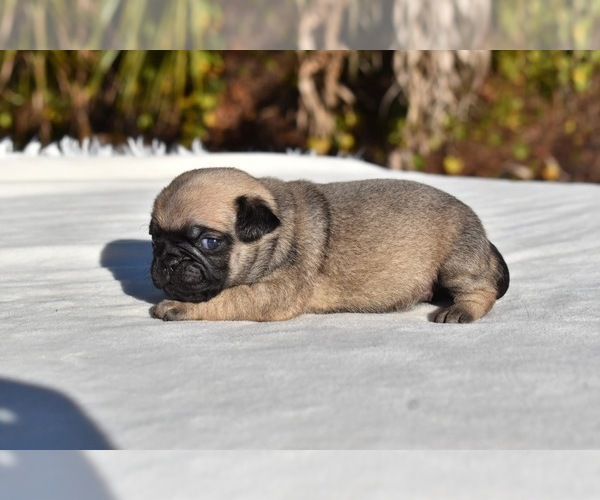 Medium Photo #6 Pug Puppy For Sale in PALM COAST, FL, USA