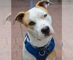 Small #2 American Pit Bull Terrier Mix