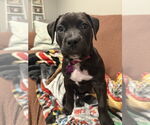 Small #1 Rottweiler-American Pit Bull Terrier