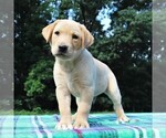Small Photo #1 Labrador Retriever Puppy For Sale in GREENCASTLE, PA, USA