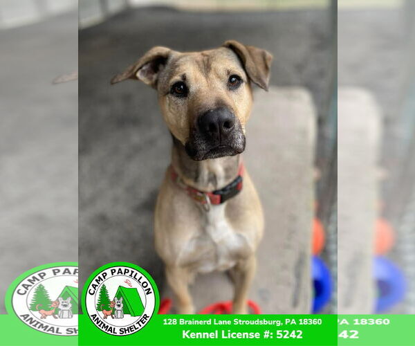 Medium Photo #2 Black Mouth Cur-Unknown Mix Puppy For Sale in Stroudsburg, PA, USA