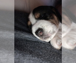 Small Photo #1 Beagle Puppy For Sale in GREENFIELD, WI, USA
