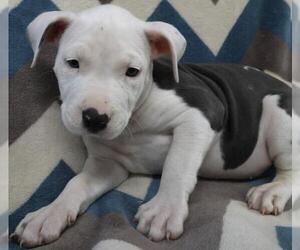 Staffordshire Bull Terrier-Unknown Mix Dogs for adoption in Thief River Falls, MN, USA
