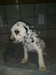 Small Photo #11 Dalmatian Puppy For Sale in DELANO, CA, USA