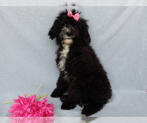 Goldendoodle (Miniature) Puppy for sale in MILLERSBURG, OH, USA