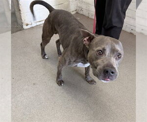 Mutt Dogs for adoption in San Bernardino, CA, USA