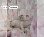 Small Photo #12 Boston Terrier Puppy For Sale in ALBANY, OH, USA