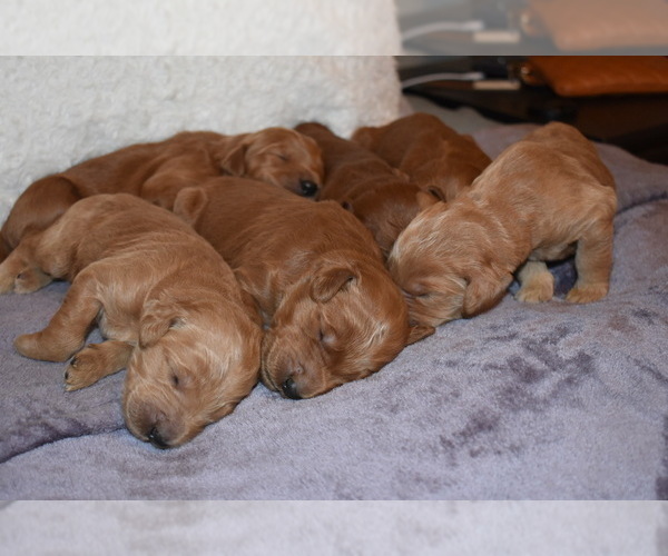 Medium Photo #3 Goldendoodle-Poodle (Standard) Mix Puppy For Sale in EDMOND, OK, USA