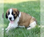 Small #1 Saint Bernard
