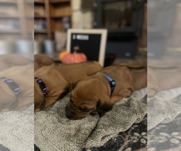 Medium Photo #13 Rhodesian Ridgeback Puppy For Sale in BOISE, ID, USA