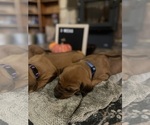 Small #12 Rhodesian Ridgeback