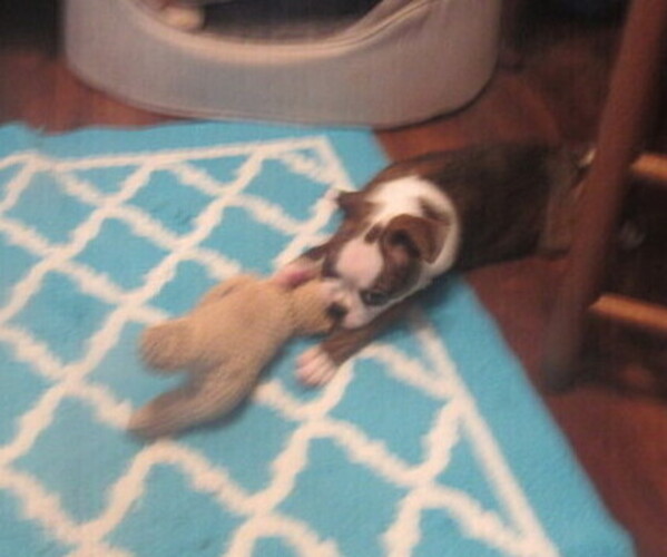 Medium Photo #8 Boston Terrier Puppy For Sale in BLACK HORSE, OH, USA